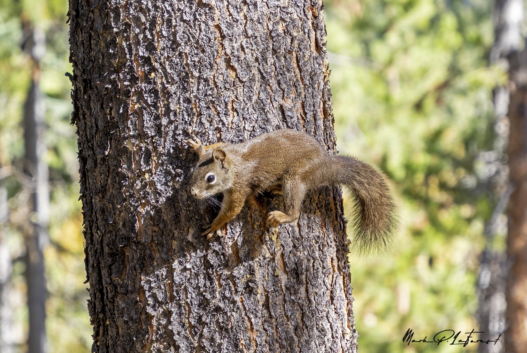 /gallery/north_america/USA/Wyoming/yellowstone/Red Squirrel Yellowstone NP Sept 2024-001_med.jpg